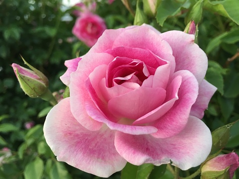 Large pink rose blooms beautifully on the bush