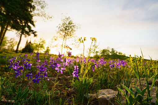 Larkspur Wildflowers at Sunset - Nature scenic in mountain meadow.