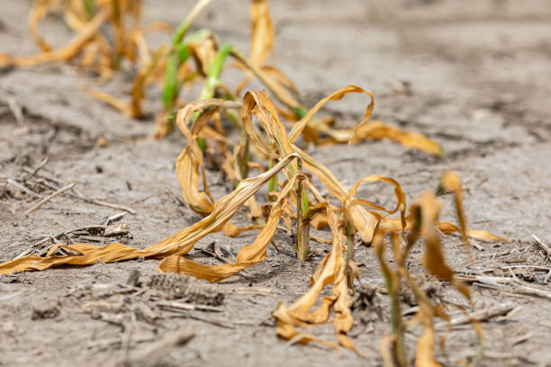 piante di mais appassite e morte nel campo di grano. danni da erbicida, siccità e concetto di caldo - heated vegetables foto e immagini stock