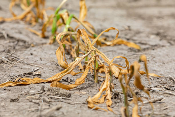 トウモロコシ畑でしおれして死ぬトウモロコシの植物。除草剤の損傷、干ばつと暑い天候の概念 - heated vegetables ストックフォトと画像