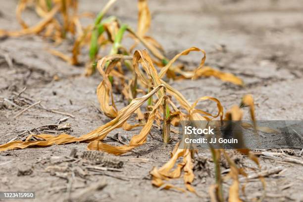 옥수수 식물은 옥수수밭에서 시들고 죽었다 제초제 손상 가뭄 및 더운 날씨 개념 가뭄에 대한 스톡 사진 및 기타 이미지 - 가뭄, 작물, 건조한
