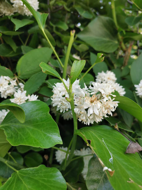 istock deutzia scabra white flowers a shrub plant 1323420748