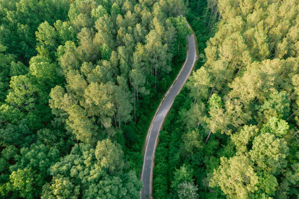 aerial of running, walking, and biking trail in forest - wood dirt road footpath exercising imagens e fotografias de stock