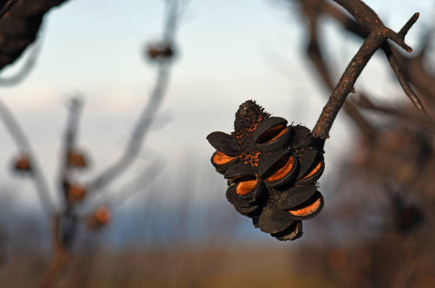 Open seed follicles on Banksia serrata cone following a bushfire in Sydney woodland, NSW, Australia