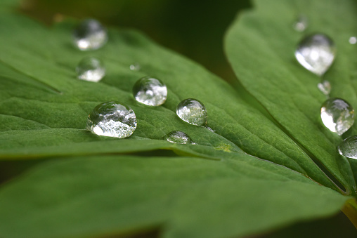 Selectively focused water drops on a leaf.