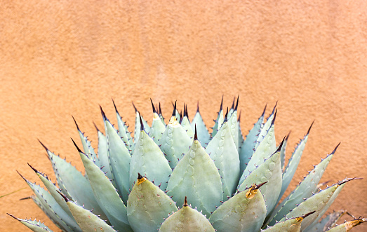 A spiky blue agave (American aloe) plant against a brown adobe wall background. Copy space available above the plant.