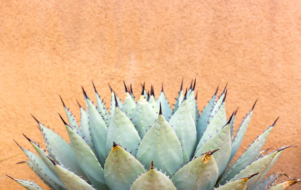 Photo of Blue Agave (American Aloe) Plant; Adobe Wall Background