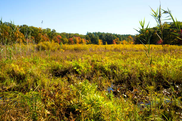 istock Fall wetlands habitat at Goodwin State Forest in Connecticut. 1323426392