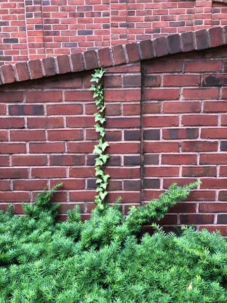 istock Ivy Growing on a Red Brick Wall 1323429472