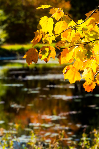 istock Fall foliage on the shoreline at Goodwin State Forest, Connecticut. 1323430145