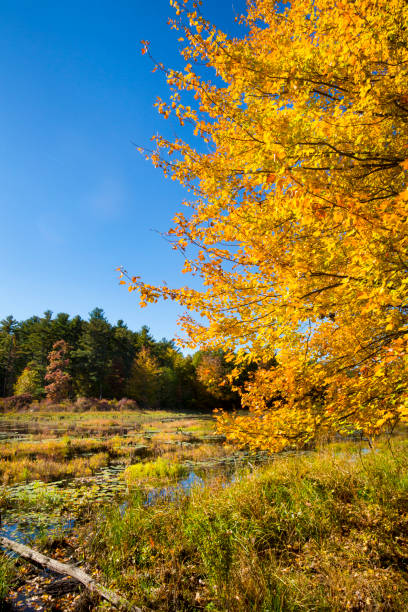 istock Branches frame an autumn scene at Goodwin State Forest, Connecticut. 1323430183
