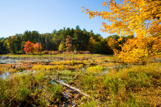 istock Branches frame an autumn scene at Goodwin State Forest, Connecticut. 1323430207