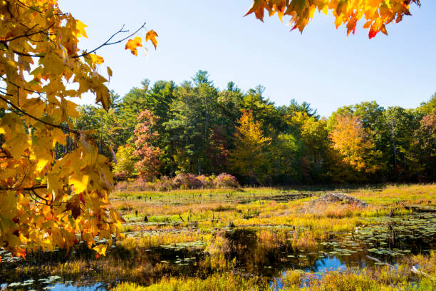 istock Branches frame an autumn scene at Goodwin State Forest, Connecticut. 1323430214