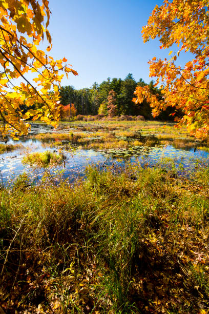 istock Branches frame an autumn scene at Goodwin State Forest, Connecticut. 1323430225