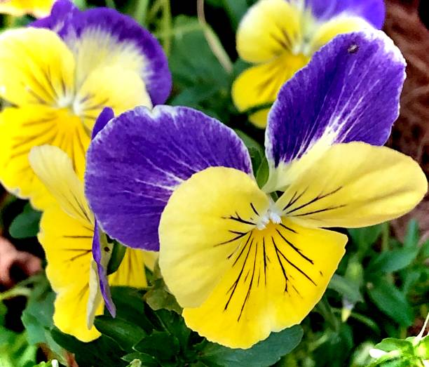 istock Purple and Yellow Pansies 1323430240