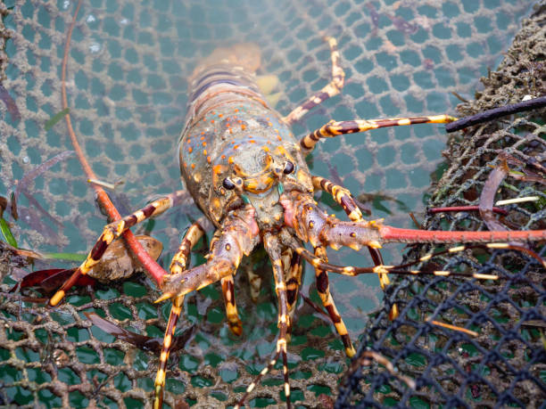 istock Close up Painted spiny lobster climbing on the net. 1323431049