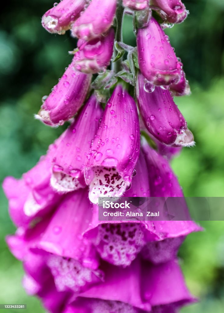 Wildflowers Rain drops on purple Foxglove Foxglove Stock Photo