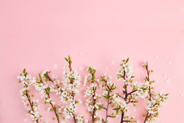 istock Blossoming plum branches on pink background. Postcard layout, floral design. 1323434283