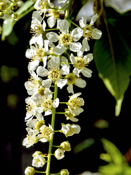 istock flowering bird cherry, macro, branches illuminated by the sun 1323434965