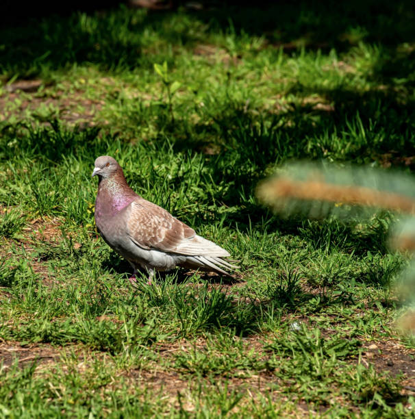 istock pigeon on a green lawn illuminated by the sun 1323434981