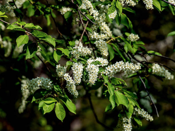 istock flowering bird cherry, branches illuminated by the sun 1323434984