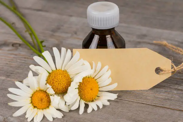 fresh camomile flowers with essential oil in brown bottle, blank craft paper card, alternative medicine or spa background