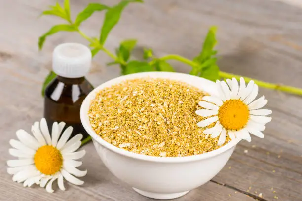 dry and fresh camomile flowers, essential oil in brown bottle, alternative medicine or spa background