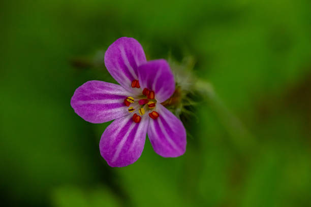 flowers captured in Bohinj valley Slovenia