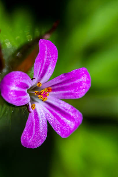 istock Geranium robertianum growing in the forest, close up 1323435914