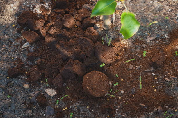 istock Coffee grounds from the coffee machine from the coffee machine as a fertilizer for plants 1323436026