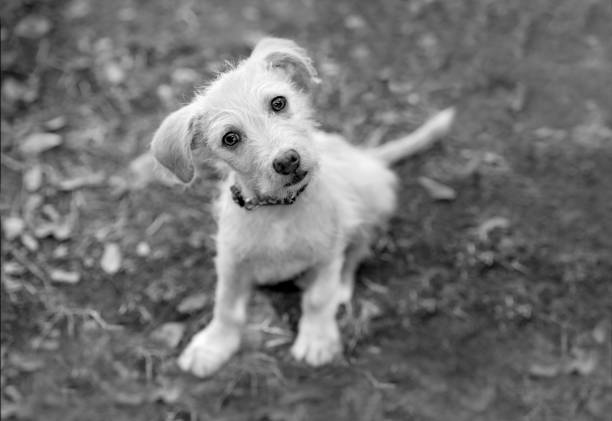 istock Dog Curious Black And White 1323437864
