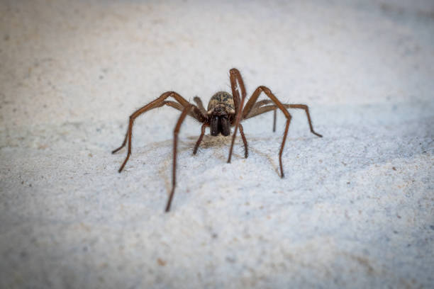 istock one big angle spider crawls along a white house wall 1323437924
