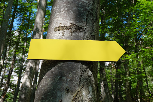Empty yellow signpost on a deciduous tree. Head left to right. Plenty of copy space for your text.