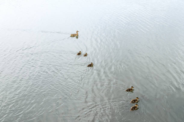 Ducks swim in the lake. Natural background