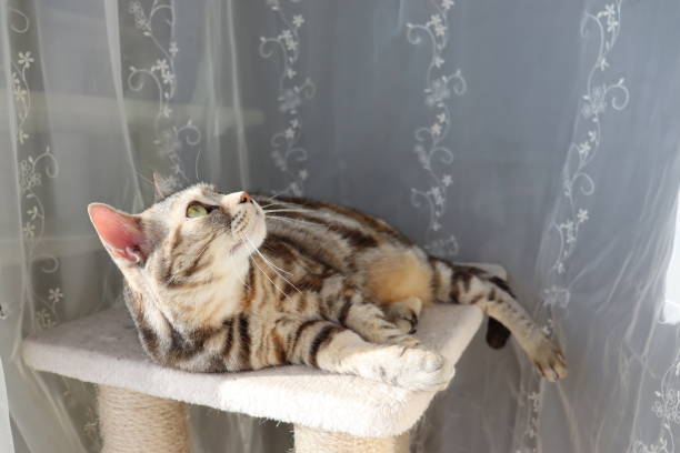 istock A cute cat lying down and looking up while basking in the sun. 1323438950