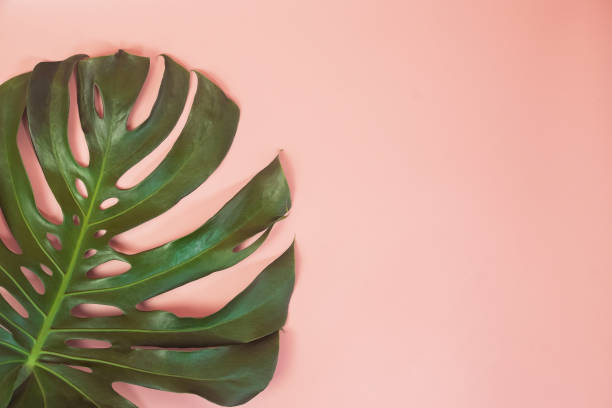 istock Monstera leafs lay on pink background. 1323439036