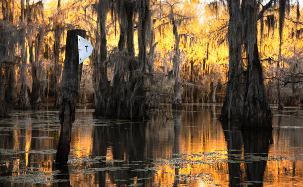 istock Golden swamp with cypress trees 1323440183