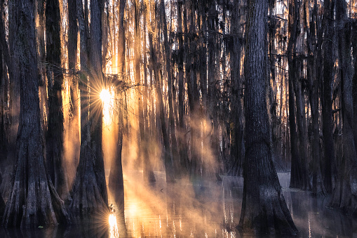 Rays of sun shine through cypress trees and hit fog at sunrise, Caddo Lake, on the border between Louisiana and Texas, USA