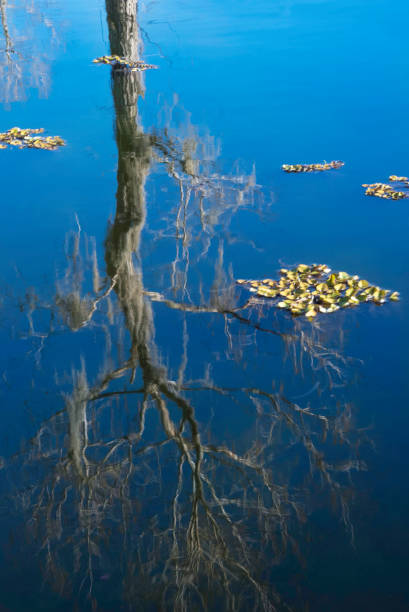 releção de galho de árvore no lago caddo - lago caddo - fotografias e filmes do acervo