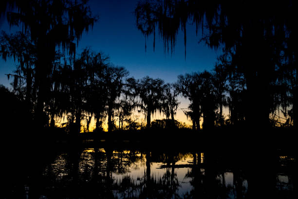 Silhouetted cypress trees with Spanish moss hanging from branches, Caddo Lake, TX, USA
