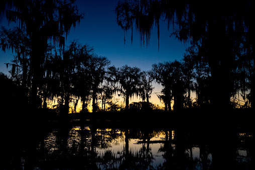 Silhouetted cypress trees with Spanish moss hanging from branches, Caddo Lake, TX, USA