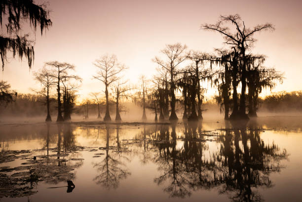 Gorgeous Lake Caddo swamp