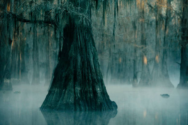 Base of a large bald cypress tree in a mysterious swamp with fog rising all around it, Caddo Lake, on the border between Louisiana and Texas, USA