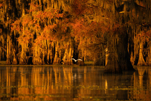 White egret flies over the water at a bald cypress swamp in Autumn with orange leaves, Caddo Lake, on the border between Louisiana and Texas, USA