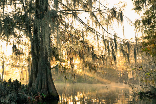 istock Sunrise on Lake Martin, LA 1323440213