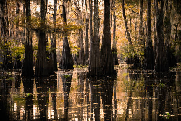 istock Lake Martin cypress trees 1323440219