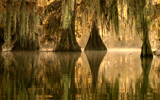 Golden sunrise at Lake Martin, with fog rising from water in a bald cypress swamp, Breaux Bridge, Louisiana, USA