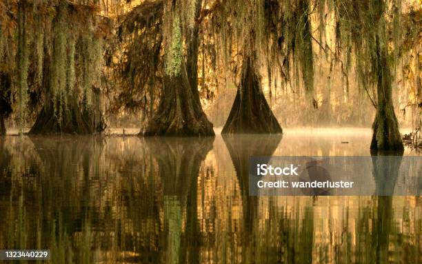 Golden Fog At Lake Martin Stock Photo - Download Image Now - Louisiana, Swamp, Lake Martin