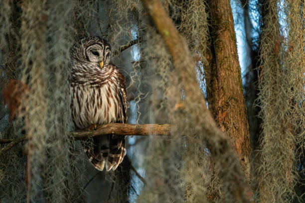 istock Barred owl in a cypress swamp, LA 1323440231
