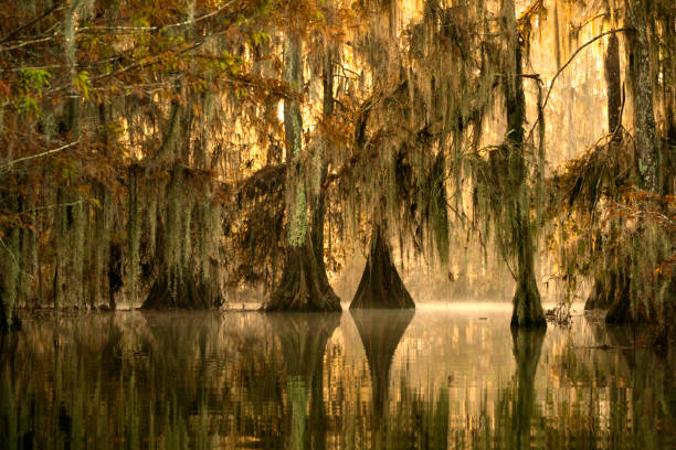 Golden sunrise at Lake Martin, with fog rising from water in a bald cypress swamp, Breaux Bridge, Louisiana, USA